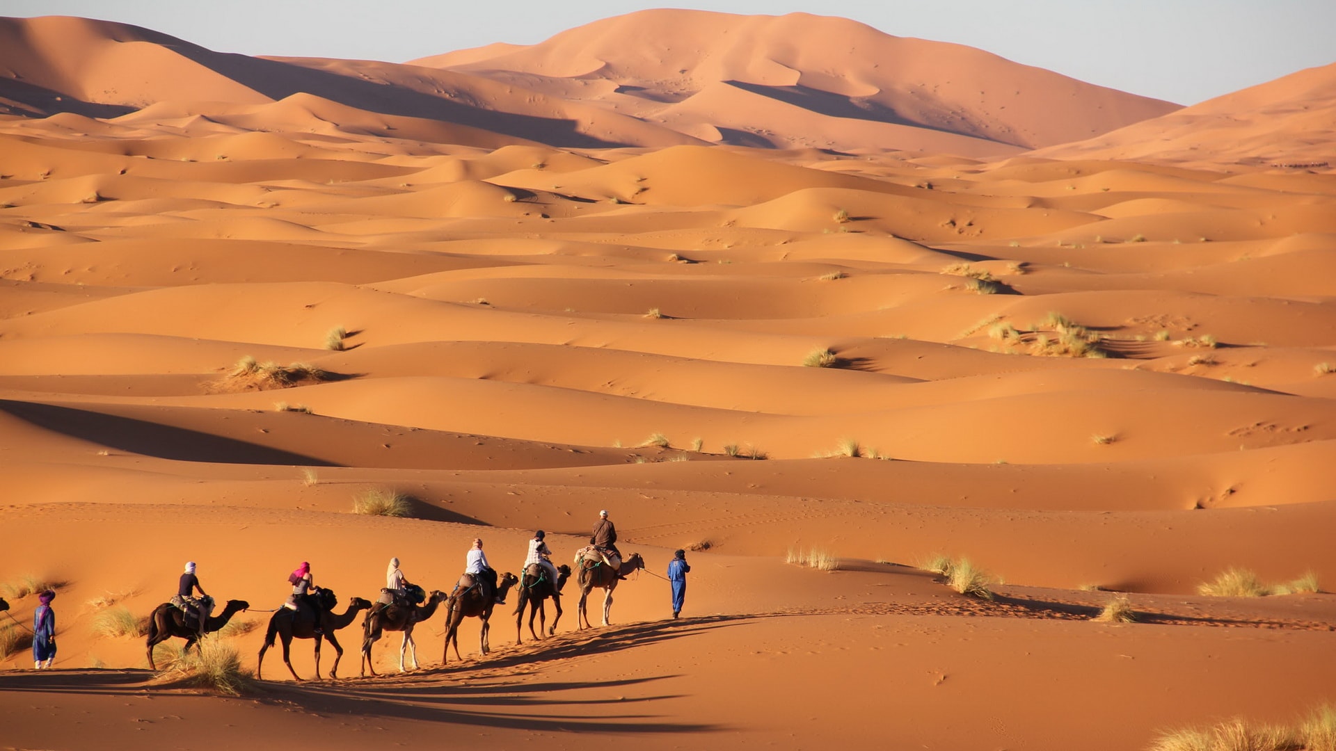 Camel caravan crossing the golden Sahara desert dunes